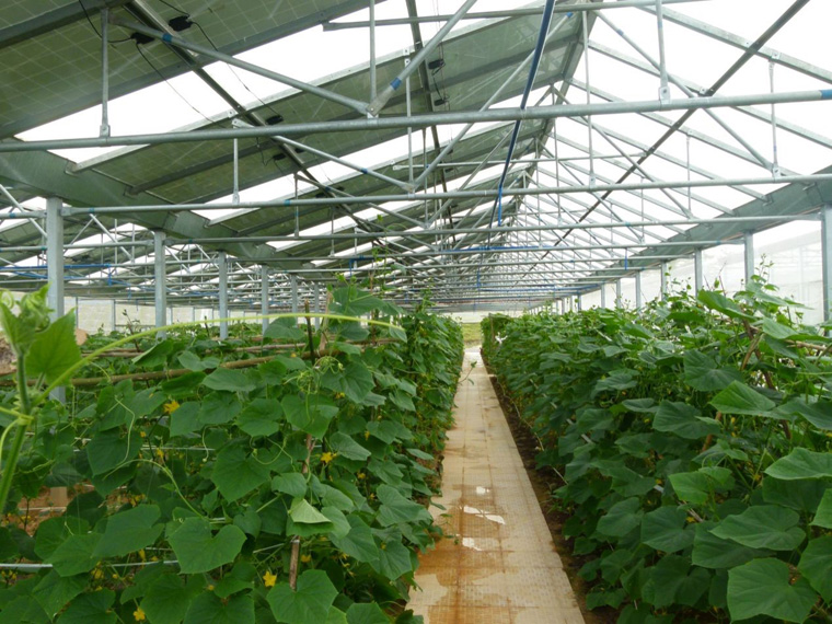 光伏農(nóng)業(yè)大棚前景怎么樣，怎樣有效利用光伏農(nóng)業(yè)大棚